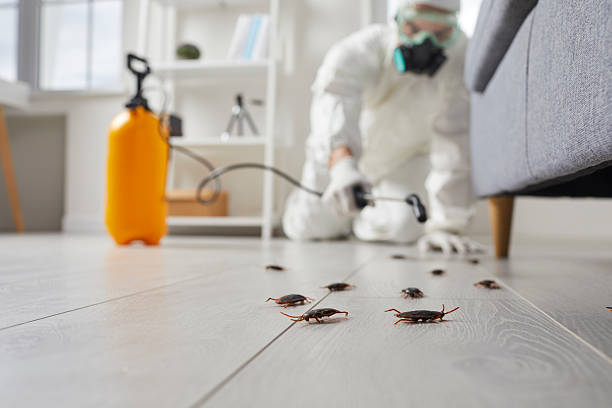 Commercial Kitchen Cockroach Control in Desert Palms